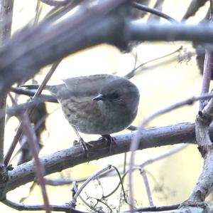 Hedge Accentor