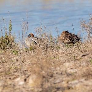 Common Teal