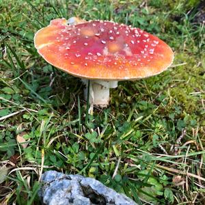 Fly Agaric