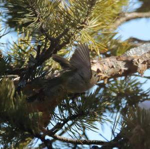 Goldcrest