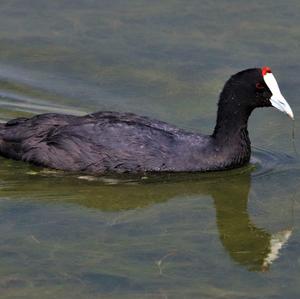 Red-knobbed Coot