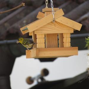 Eurasian Siskin