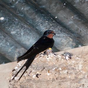 Barn Swallow