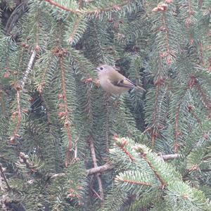 Wintergoldhähnchen