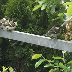 Great Tit