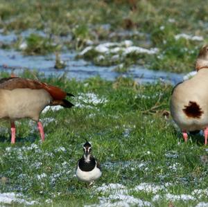 Northern Lapwing