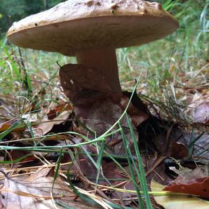 Summer Bolete