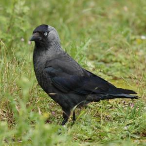 Eurasian Jackdaw