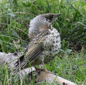 Mistle Thrush