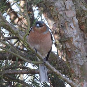 Eurasian Chaffinch