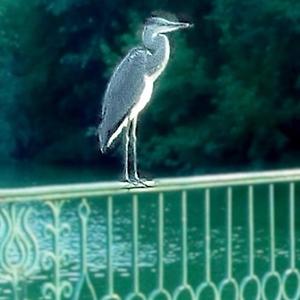 Grey Heron