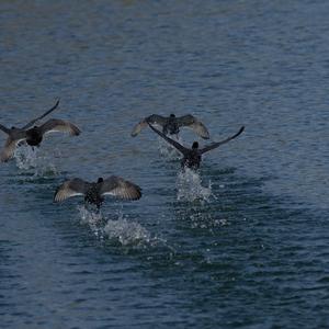 Common Coot