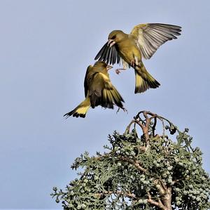 European Greenfinch