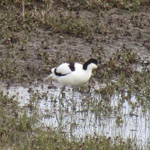 Pied Avocet