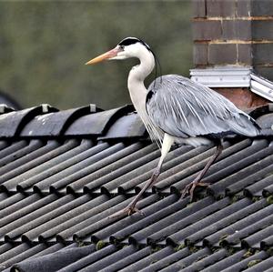 Grey Heron