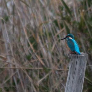 Common Kingfisher