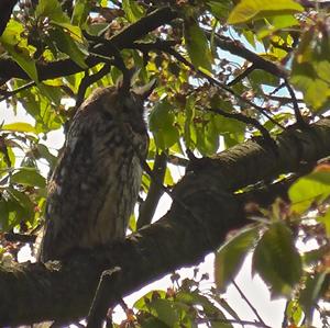 Long-eared Owl