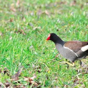 Common Moorhen