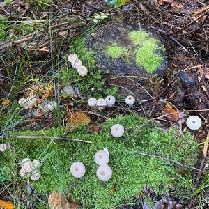 Pestle-shaped Puffball