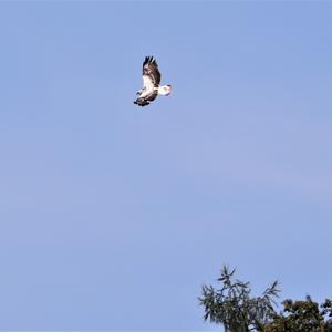 Common Buzzard