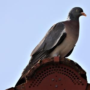 Common Wood-pigeon