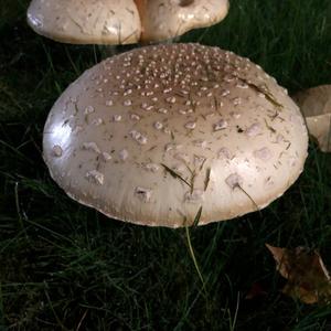 Citron Amanita