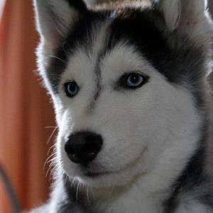 Siberian Husky