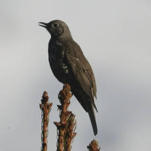 Mistle Thrush