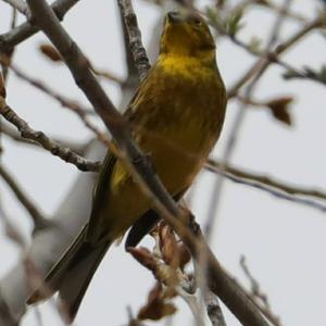 Yellowhammer