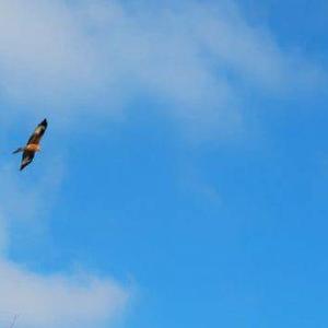 Red Kite