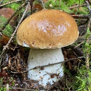 King Bolete