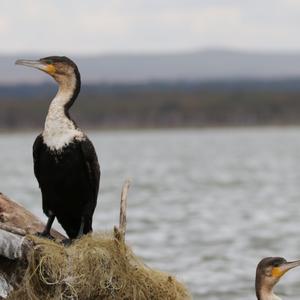 Reed Cormorant