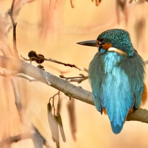 Common Kingfisher