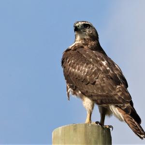 Rotschwanzbussard