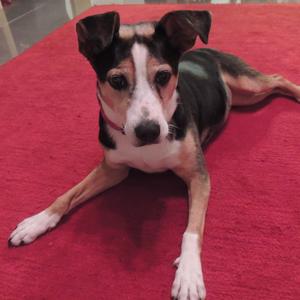 Unknown Breed