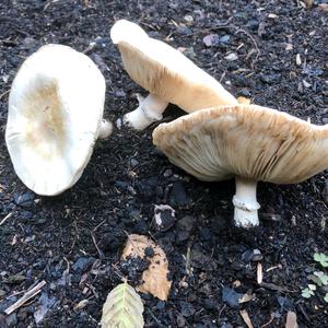 Meadow Agaric