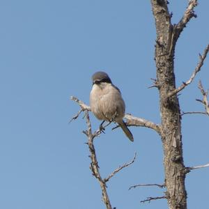 Great Grey Shrike