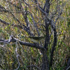 Common Chiffchaff