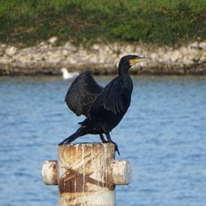 Great Cormorant