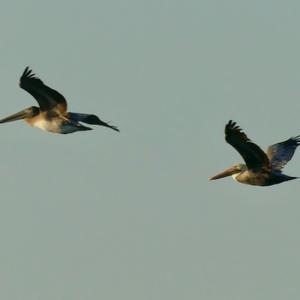 Brown Pelican