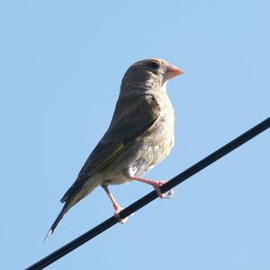 European Greenfinch