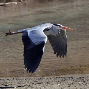 Grey Heron