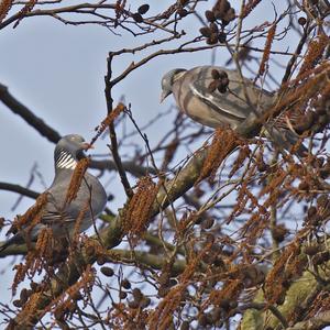 Common Wood-pigeon