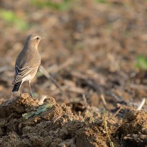 Northern Wheatear