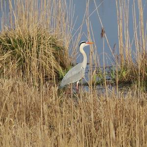 Grey Heron