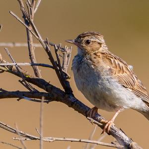 Eurasian Skylark