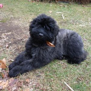 Bouvier des Flandres