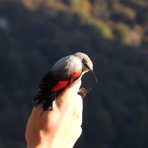 Wallcreeper