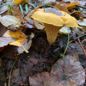 Chanterelle, Common