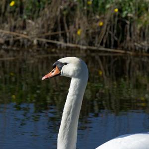 Höckerschwan